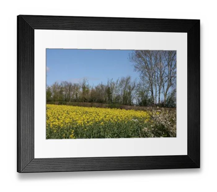 Framed Print : Rapeseed flowers in Somerset field