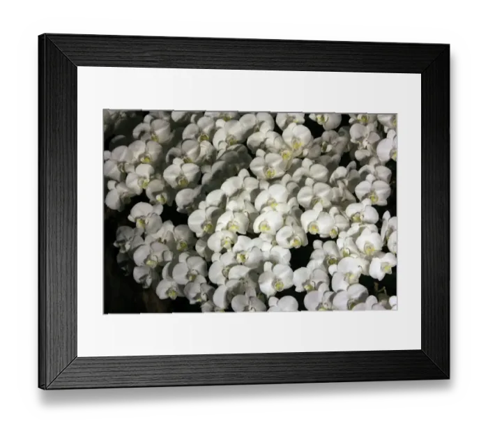 Framed Print : Orchid Framed Print : Orchid