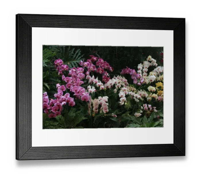 Framed Print : Taiwan Orchid Show 2013, Chiayi, Taiwan
