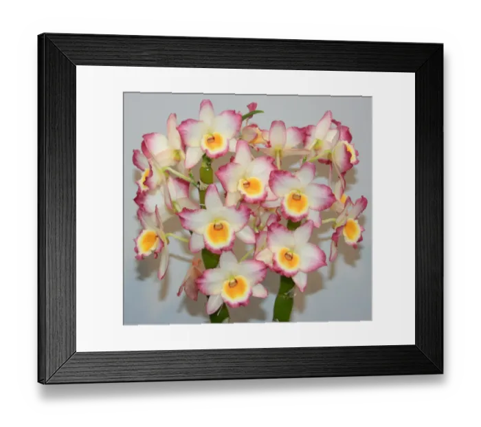 Framed Print : Taiwan International Orchid Show 2013, Chiayi, Taiwan Framed Print : Taiwan International Orchid Show 2013, Chiayi, Taiwan