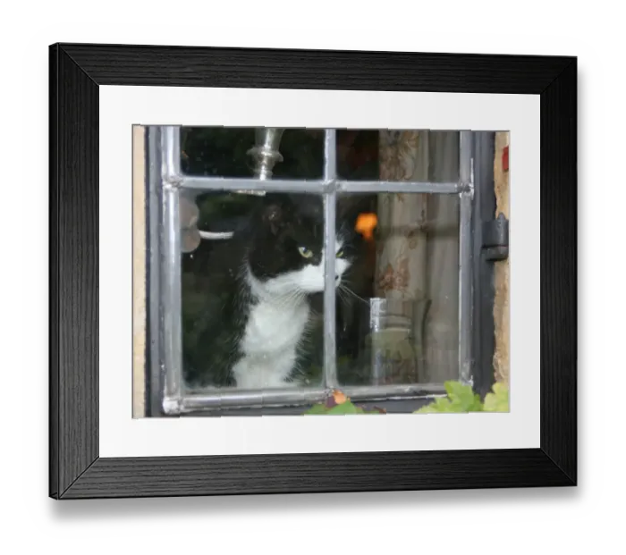 Framed Print : Cat in the window Framed Print : Cat in the window