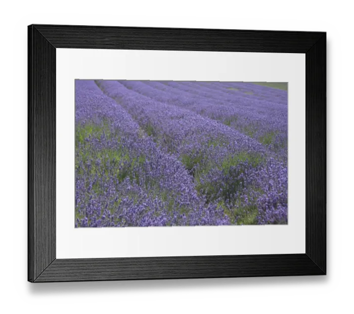 Framed Print : Lavender fields, Kent, UK Framed Print : Lavender fields, Kent, UK