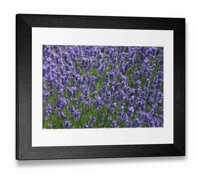 Framed Print : Lavender fields, Kent, UK Framed Print : Lavender fields, Kent, UK