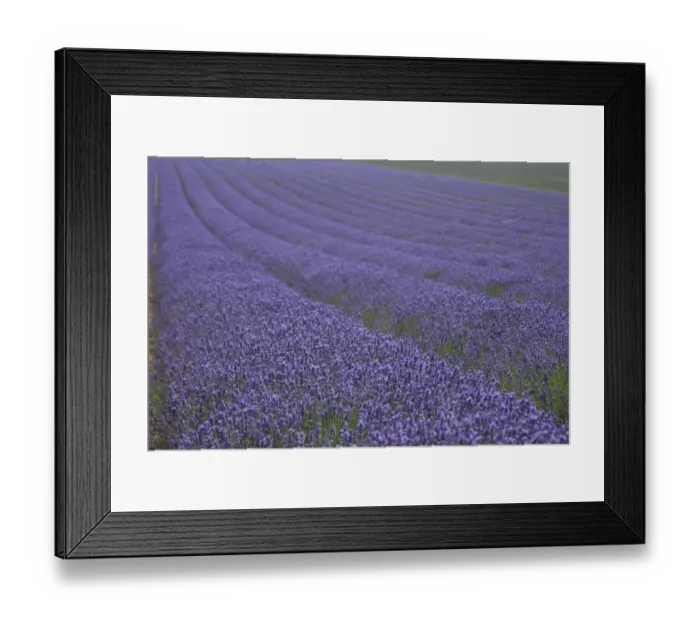 Framed Print : Lavender fields, Kent, UK Framed Print : Lavender fields, Kent, UK