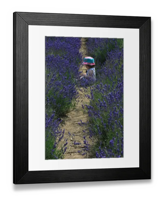 Framed Print : Girl in lavender field, Kent, UK
