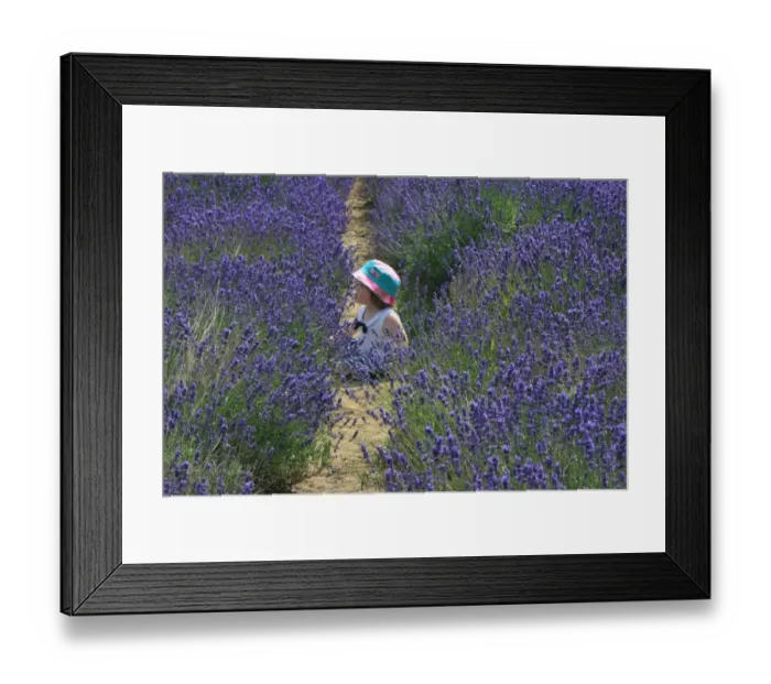 Framed Print : Girl in lavender field, Kent, UK Framed Print : Girl in lavender field, Kent, UK