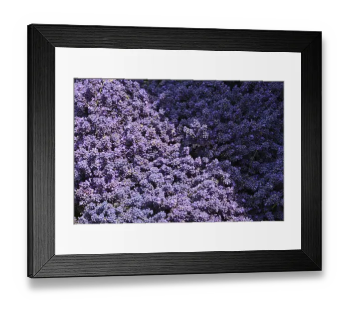 Framed Print : Lavender fields, Kent, UK Framed Print : Lavender fields, Kent, UK