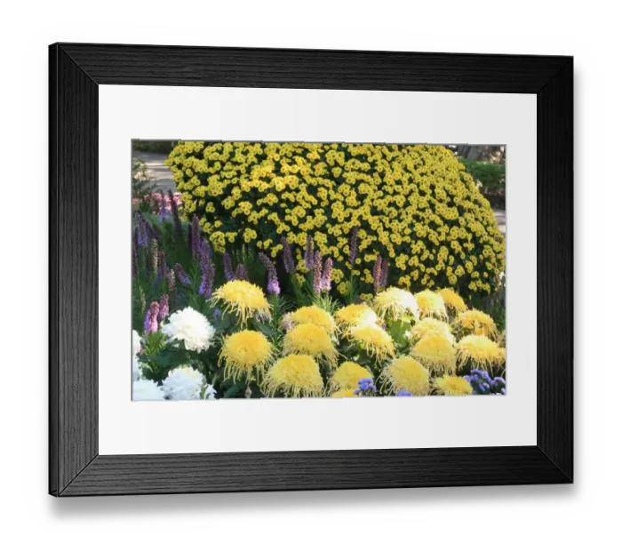Framed Print : Crysthanamums at the Taipei Crysthanamum Show 2013