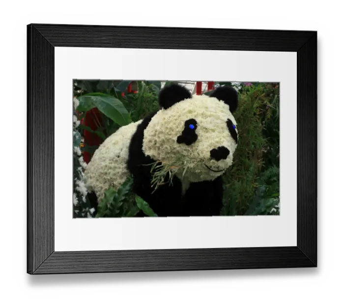 Framed Print : Crysthanamum panda at the Taipei Crysthanamum Show 2013