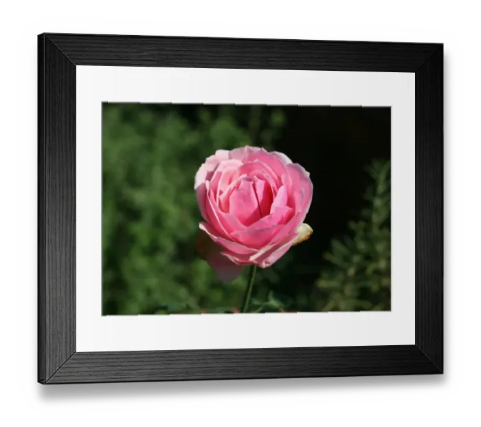 Framed Print : Pretty Jessica David Austin Rose Framed Print : Pretty Jessica David Austin Rose