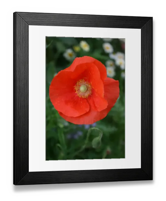 Framed Print : Poppy Framed Print : Poppy