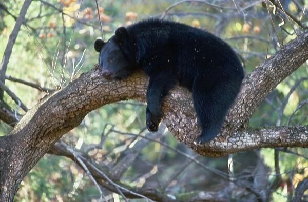 Asiatic Black bear - resting in tree