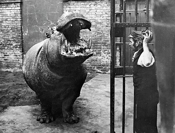 Hippopotamus and keeper, London Zoo, Victorian period