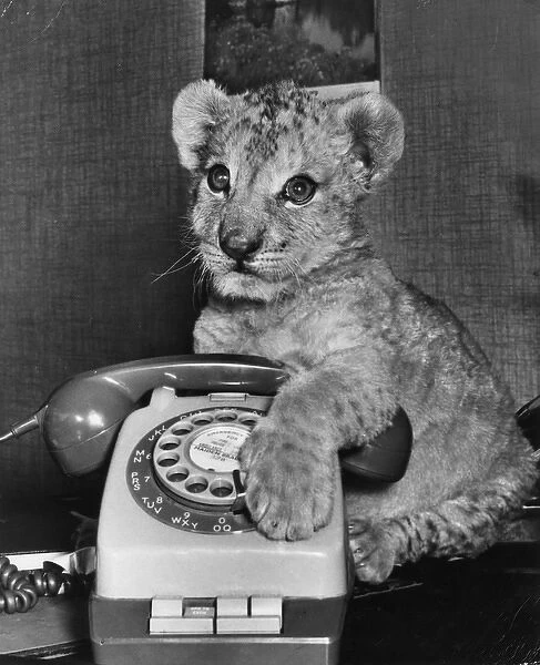 Lion cub with telephone