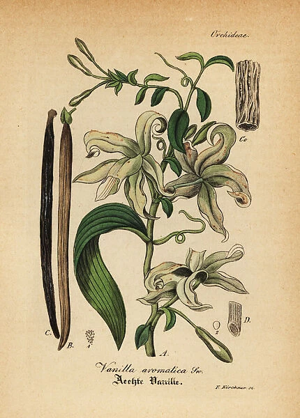 Mexican vanilla orchid, Vanilla mexicana