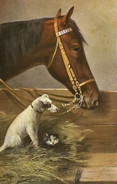 Portrait of a horse, a dog and a cat in the stables