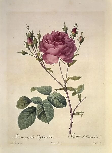 Rosa centifolia anglica rubra, Cumberland rose