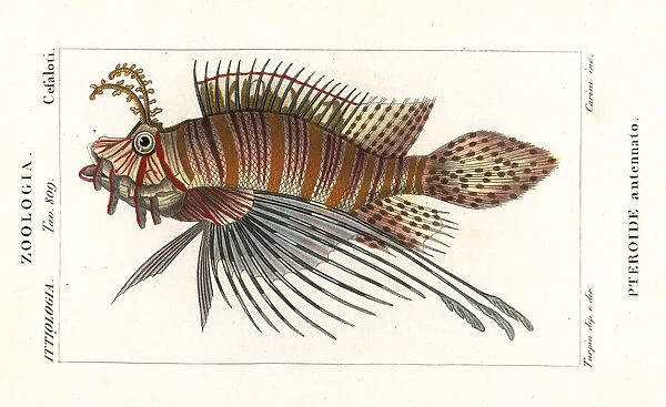 Spotfin lionfish, Pterois antennata
