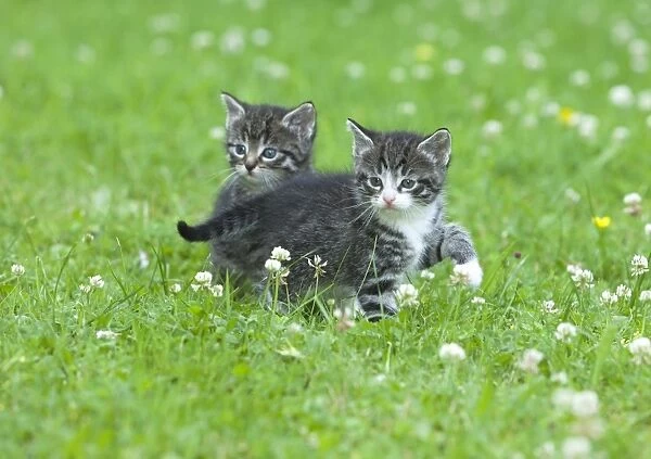 Cat - two kittens alert on lawn - Lower Saxony - Germany