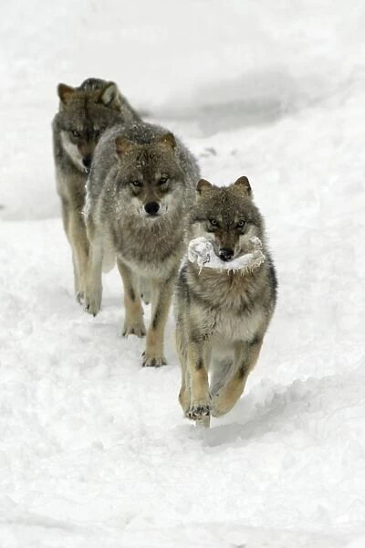 European Wolf - 1 animal with a bone being chased by 2 others through the snow, winter Bavaria, Germany