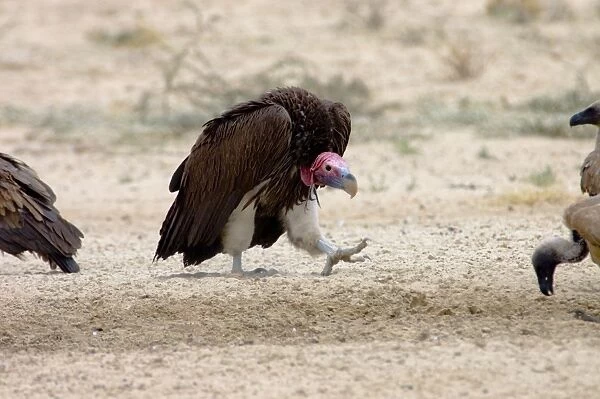 Lappet-faced Vulture - Adult approaching others in threatening pose. Threatened species, confined mostly to major game reserves. Kgalagadi Transfrontier Park, Northern Cape, South Africa