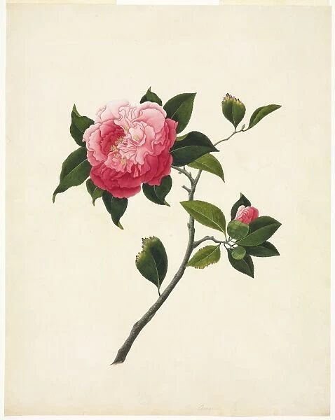 Camelia flower, 19th-century artwork C016  /  5179