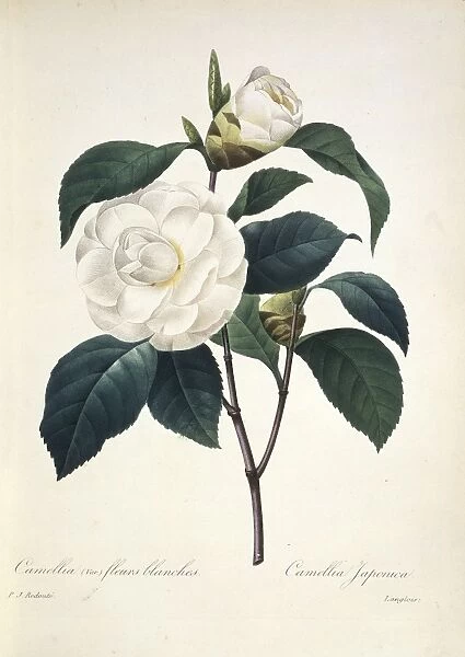 Camellia japonica, 19th century C016  /  4978