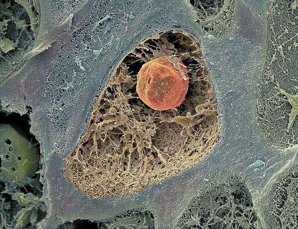 Cartilage cell, SEM