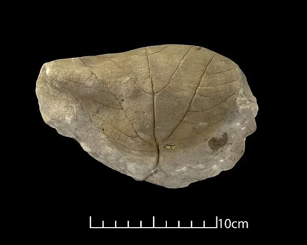 Credneria triacuminata, leaf fossil C016  /  4948
