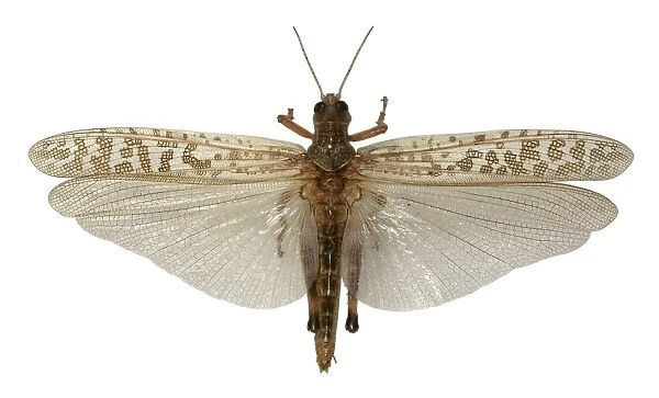 Desert locust C016  /  5620