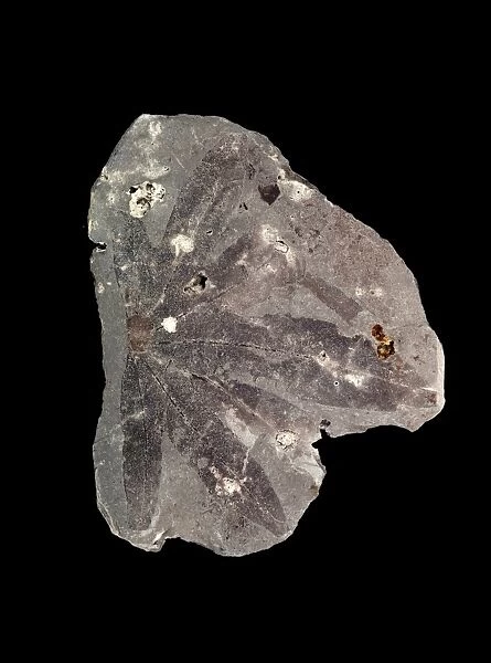 Fossil leaf C016  /  5960