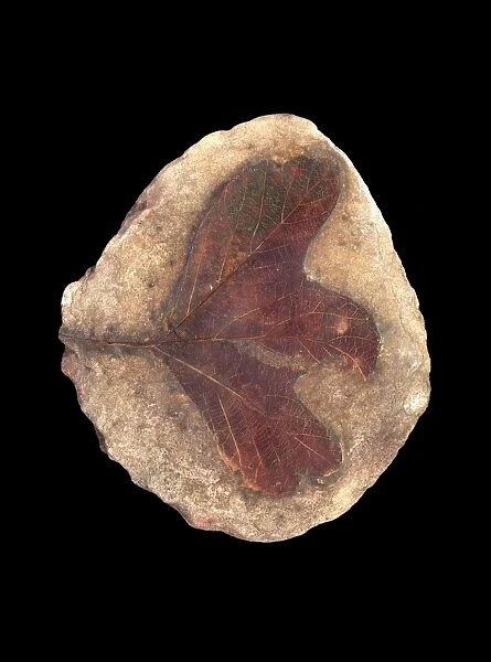 Fossil leaf C016  /  5961
