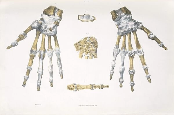 Hand bones and ligaments