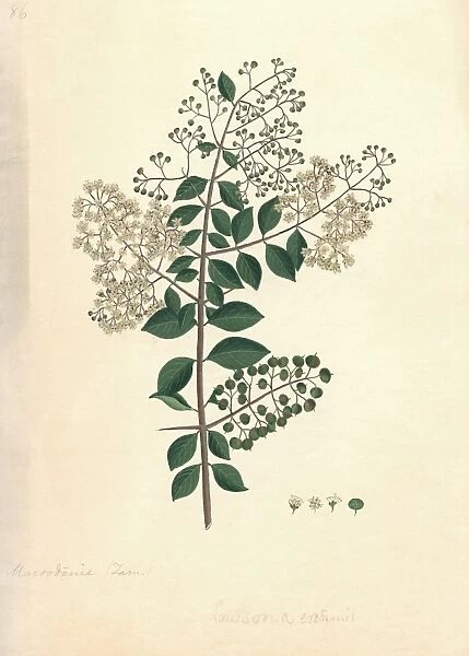 Lawsonia inermis, historical artwork C016  /  5170