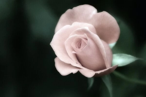 Rose (Rosa sp. )