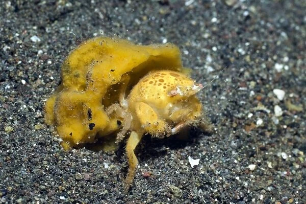 Sponge crab