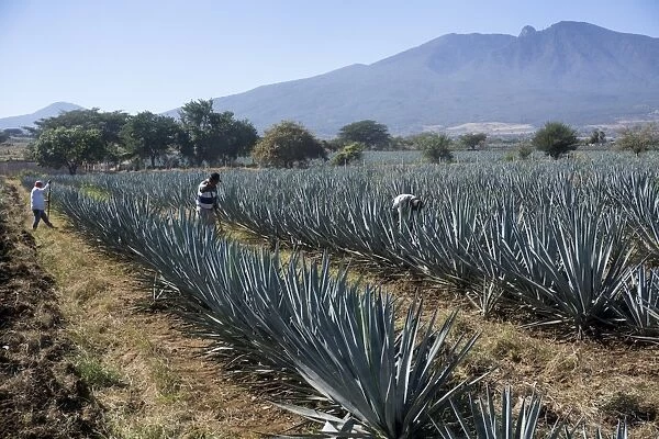 Tequila is made from the blue agave plant in the state of Jalisco and mostly around