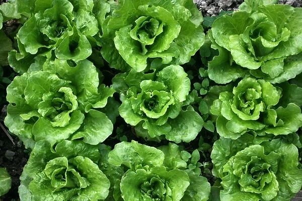 c. Bed of lettuce