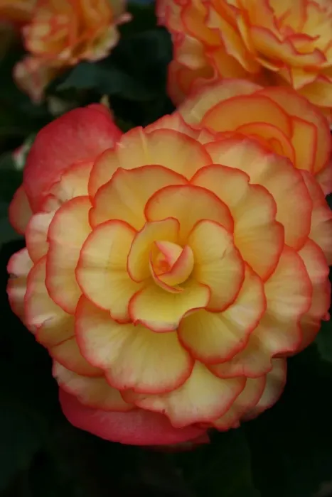 Framed Print : Begonia. For commercial use please contact Photoslot at