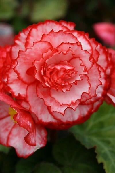 Begonia. For commercial use please contact Photoslot at