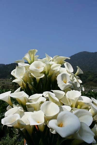 Calla Lily Plantation, Yangmingshan National Park, Taiwan