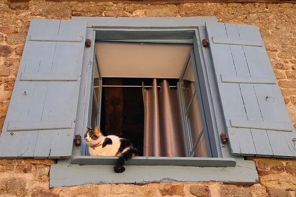 Cat in the window