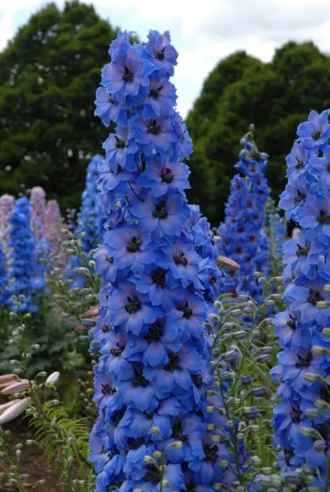 Framed Print : Delphinium Framed Print : Delphinium