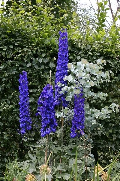 Delphinium. For commercial use please contact Photoslot at