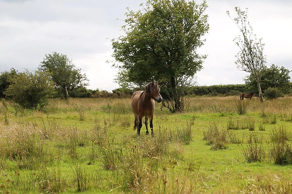 Exmoor pony, Somerset, UK