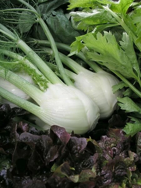 Fennel and lettuce