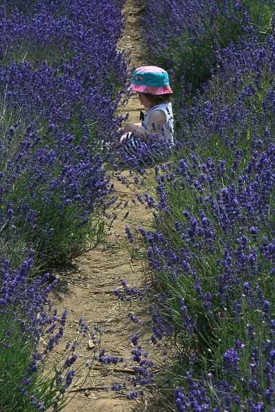 Girl in lavender field, Kent, UK
