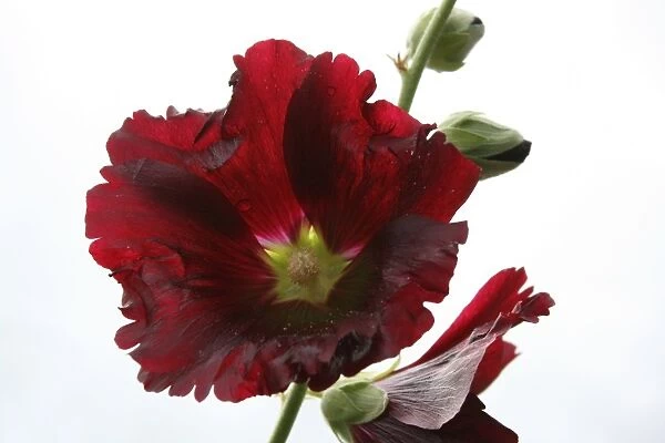 Hollyhock. For commercial use please contact Photoslot at
