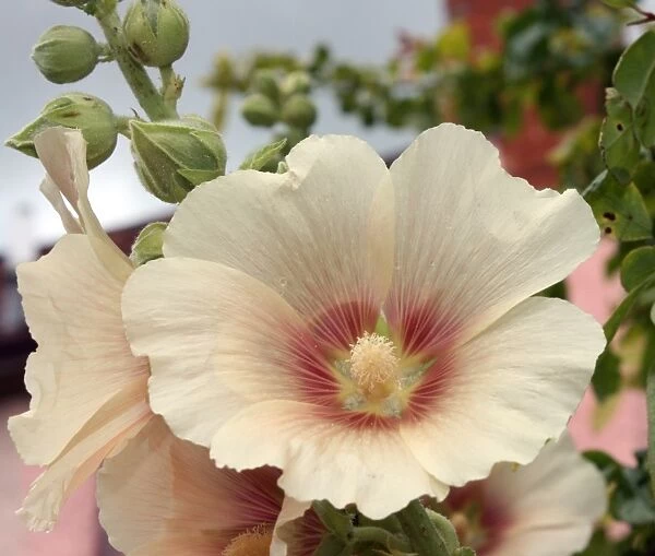 Hollyhock. For commercial use please contact Photoslot at