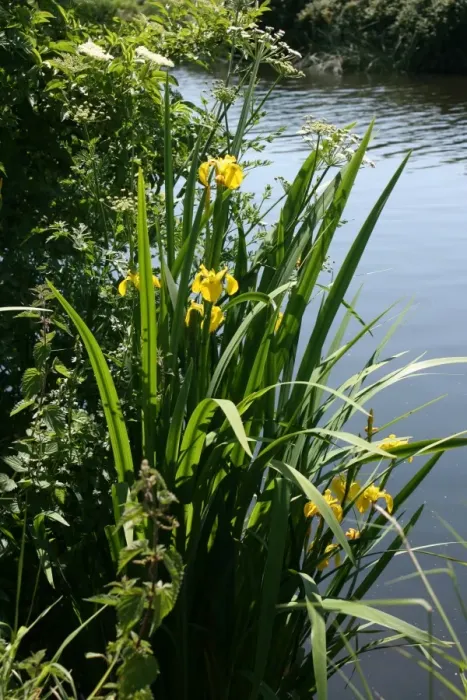 Framed Print : Irises growing on river bank at Canal Bank, Exeter, Devon UK